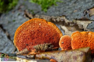 Pycnoporus cinnabarinus (2) (1200 x 800).jpg_product_product_product